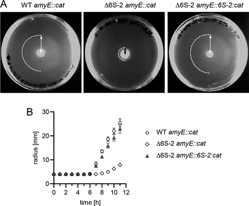 Figure 9. Bacteria lacking 6S-2 RNA show retarded swarming behaviour. Strain NCIB 3610 amyE::cat (WT amyE::cat), the derived 6S-2 RNA knockout mutant strain (Δ6S-2 amyE::cat) and the latter complemented with the 6S-2 RNA gene (Δ6S-2 amyE::6S-2:cat) were analysed for the time dependence of swarming. When liquid cell cultures grown at 37°C reached an OD600 of 2.0, 2 µl of culture were spotted in the centre of a swarm plate (0.7% TG agar) that was incubated at 28°C. (A) Example swarm plates after 10 h of incubation at 28°C. Dashed semi-circles mark the boundary of the swarm area; the distance/radius from the initial spot centre to the outer swarm front (double arrows) was measured at various time points, providing the basis for the graph in panel B. (B) Swarming kinetics of the three analysed strains. Values are based on three independent experiments with five technical replicates each. Error bars indicate standard errors of the mean (SEM). For more details, see Materials and Methods