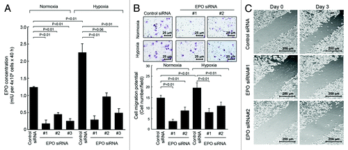 Figure 3. Knockdown of autocrine/paracrine EPO expression by siRNA inhibits migration and invasion potential of SKBR3 cells. (A) SKBR3 cells were subjected to knockdown of EPO expression as described in Figure 2A. The cells were then cultured in normoxia or hypoxia for an additional 40 h. The conditioned medium was used for detection of EPO as described in Figure 1. (B). SKBR3 cells were subjected to knockdown of EPO with siRNA #1 and #2 shown in (A) for 40 h. The conditioned medium was harvested, concentrated, and then mixed with fresh medium at a 1:1 ratio. A total volume of 700 μL 1:1 mixed medium (350 μL:350 μL) was added into the bottom wells in a Boyden transwell chamber, and 6 × 104 fresh SKBR3 cells (in 150 μL) were added into the upper well (insert). The transwell chamber was placed in a 37°C incubator filled with 5% CO2 and 95% air; 24 h later, the number of cells passed through the membrane in the transwell was analyzed. (C) SKBR3 cells were subjected to knockdown of EPO as in (B). After 2 d when cells reached 90% confluency, the cells were subjected to a scratch wood healing assay as described in Materials and Methods.