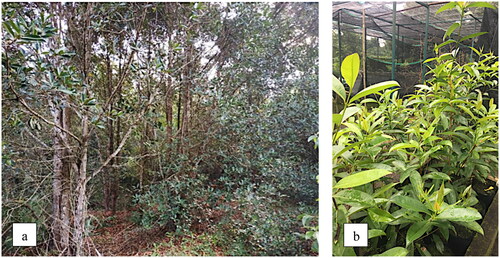 Figure 1. Gerunggang in its natural habitat in Riau (a) and the 6-month old seedlings in the nursery.