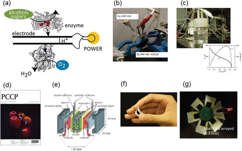 Figure 2. Enzymatic biofuel cells. (a) Illustration of a membraneless enzymatic BFC in which the fuel is oxidized at the anode by an oxidative enzyme. The electrons released during the oxidation move through the external wire to the cathode at which O2 is reduced to water by the enzyme. (b) H2(hydrogenase)-O2(BOD) BFC operating at neutral pH [Citation22], (c) one compartment-type glucose (PQQ-GDH)-O2 (BOD) BFC based on hydrogel technology [Citation24], (d) DET-based fructose (fructose dehydrogenase)-O2 (laccase) BFC using porous carbons [Citation45], (e) glucose (NAD-GDH)-O2 (BOD) BFC [Citation50], (f) printed glucose(GOx)-O2(BOD) BFC [Citation49], (g) printed glucose(GOx)-O2(BOD) BFC array [Citation58].