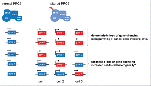 Figure 4. Proposed model of how deterministic and stochastic transcriptional responses in PRC2-altered cells could lead to increased tumorigenicity.