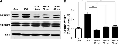 Figure 7 The effects of AuNPs on the phosphorylation of ERK1/2.Notes: (A) The protein expression of P-ERK1/2 (phosphorylated ERK1/2) and T-ERK1/2 (total ERK1/2) of all the groups. (B) Quantitative analysis of the level of P-ERK1/2 of all the groups. *P<0.05, **P<0.01.Abbreviations: AuNPs, gold nanoparticles; ISO, isoproterenol; Con, control.