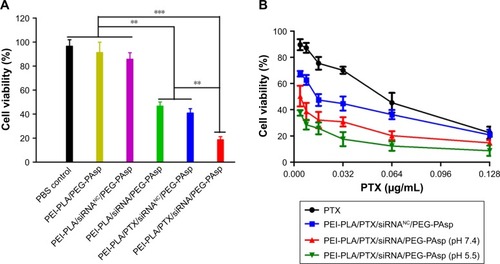 Figure 6 In vitro cytotoxicity of A549 cells treated with different formulations. The untreated cells served as the control group. (A) A549 cell viability after treatment with different NPs for 72 h (N/P=30, C/N=1/5; PTX content: 6.04%, 20 nM of siRNA per well). Cell viability was analyzed using one-way analysis of variance. ***p<0.001, **p<0.05 (n=5). (B) A549 cell viability after treatment with siRNA and PTX simultaneously by complex NPs. The concentration of PTX varied from 0.004 to 0.128 µg/mL, and the concentration of both the scrambled siRNA and survivin siRNA was 20 nM.Abbreviations: NPs, nanoparticles; PEI-PLA, polyethyleneimine-block-polylactic acid; PTX, paclitaxel; PEG-PAsp, poly(ethylene glycol)-block-poly(L-aspartic acid sodium salt).