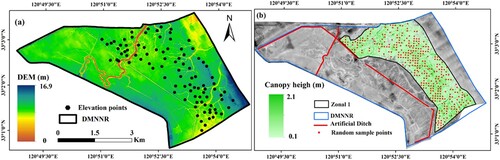 Figure 2. Two key components: (a) The digital elevation model (DEM) over the Dafeng Milu National Nature Reserve, and (b) The canopy height model (CHM) of S. alterniflora.