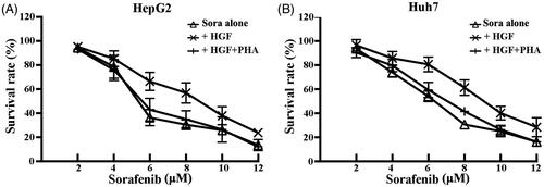 Figure 1 HGF reduces sorafenib anti-proliferative effects in HCC cells. HepG2 and Huh7 cells were treated with or without 50 ng⁄ml HGF for 24 h, then treated with indicated compounds for 72 h. Each point, the mean ± SD for three independent experiments. The IC50 was calculated by non-linear regression analysis using GraphPad Prism software.