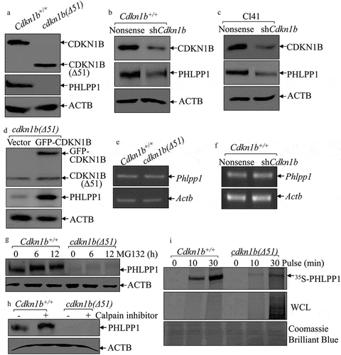 Figure 1. CDKN1B promoted PHLPP1 expression at protein translational level. (a–d) Western blots (WB) were used to determine the protein levels of PHLPP1 in Cdkn1b+/+ vs. cdkn1b(Δ51) cells (a), Cdkn1b+/+(Nonsense) vs. Cdkn1b+/+(shCdkn1b) (b), Cl41(Nonsense) vs. Cl41(shCdkn1b) (c), and cdkn1b(Δ51)(Vector) vs. cdkn1b−/-(Δ51)(GFP-CDKN1B) (d). ACTB was used as a protein loading control. (e,f) RT-PCR was applied to compare the Phlpp1 mRNA levels in Cdkn1b+/+ vs. cdkn1b(Δ51) (e) and Cdkn1b+/+(Nonsense) vs. Cdkn1b+/+(shCdkn1b) (f). Actb was used as an internal loading control. (g) Cdkn1b+/+ and cdkn1b(Δ51) cells were treated with MG132 for the indicated times. The cell extracts were then subjected to western blots to determine PHLPP1 protein accumulation. ACTB was used as a protein loading control. (h) Cdkn1b+/+ and cdkn1b(Δ51) cells were treated with Calpain inhibitor for 24 h. The cell extracts were then subjected to western blot analyses of the new PHLPP1 protein accumulation. ACTB was used as a protein loading control. (i) Newly synthesized PHLPP1 protein in Cdkn1b+/+ and cdkn1b(Δ51) cells was monitored by 35S-labeled methionine/cysteine pulse assay, as described in the section of ‘Materials and Methods’. WCL, whole cell lysate. Coomassie Brilliant Blue staining was used as a protein loading control.