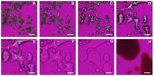 Figure 8 Cross-polarized light optical microscope images of the phase transitions for raw tacrolimus. The samples were heated from 25°C to 300°C at 5.00°C/minute. The temperature for each graph is (A) 24.9°C, (B) 133.8°C, (C) 137.1°C, (D) 139.3°C, (E) 140.9°C, (F) 142.8°C, (G) 150.3°C, and (H) 300.0°C.