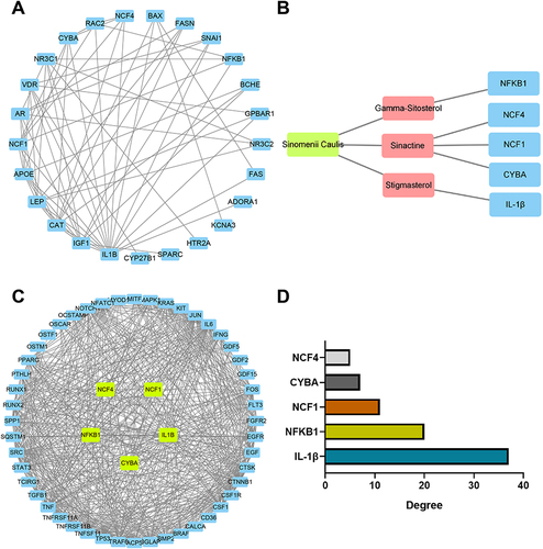 Figure 6 Screening of DEGs regulating osteoclast differentiation in RA. (A) PPI network of 33 putative target genes; (B) Network of Sinomenium acutum-active compounds-target genes. (C) PPI network of core genes (NCF4, NFKB1, CYBA, IL-1β, and NCF1) with RA osteoclast differentiation-related genes; (D) Degree value of the core genes (NCF4, NFKB1, CYBA, IL-1β, and NCF1).