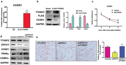 Figure 5. CCND1 is a target of YTHDF2 which could influence mRNA stability.(a) RIP analysis of the interaction of CCND1 with FLAG in 3T3-L1 cells transfected with control or YTHDF2-FLAG. Enrichment of CCND1 with FLAG was measured by qPCR and normalized to input. (b) Western blot analysis of FLAG and YTHDF2 in cells transfected with control and YTHDF2-FLAG plasmid. The right panel shows the relative protein levels quantified by densitometry and normalized to GAPDH. (c) Lifespans of CCND1 expression in cells transfected with the YTHDF2 overexpression plasmid compared with those of cells transfected with empty vector. Relative mRNA levels quantified by qPCR. (d) Western blot analysis of CCND1 in control, ZFP217 knockdown or YTHDF2 knockdown cells after MDI-induced for 24 h. The right panel shows the relative protein levels quantified by densitometry and normalized to GAPDH. (e) ORO staining of control, ZFP217 knockdown and ZFP217+ YTHDF2 knockdown cells after MDI-induced for 8 days. The data are presented as the mean ± SD of triplicate tests. *P< 0.05, **P< 0.01, ***P< 0.001 compared to the control group.