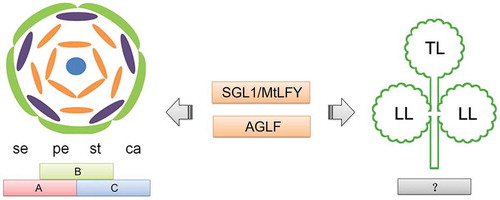 Figure 2. A proposed model indicating the divergent roles of SGL1 and AGLF in the floral organ development and the compound leaf development.Left is the scheme of floral pattern, right is the scheme of compound leaf. se, sepal; pe, petal; st, stamen; ca, carpel; TL, terminal leaflet; LL, lateral leaflet.