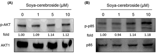 Figure 5. Soya-cerebroside does not inhibit PI3K or Akt phosphorylation. RASFs were incubated with soya-cerebroside (1–10 μM) for 24 h. PI3K and Akt phosphorylation was examined by Western blot analysis.