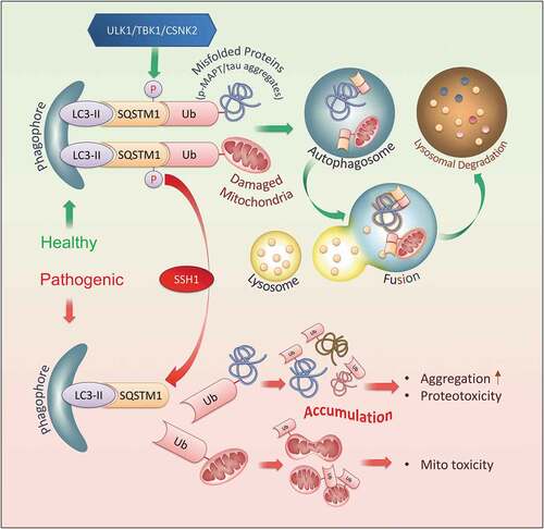 Figure 9. Schematic model of SSH1 in SQSTM1-mediated selective autophagy In healthy neurons, regulated activation of SQSTM1 by phosphorylation on Ser403 by ULK1, TBK1, or CSNK2/CK2 promotes LC3 activation and SQSTM1 binding to ubiquitinated misfolded proteins (i.e. phospho-MAPT/tau) and damaged organelles (i.e. mitochondria), leading to normal clearance through the autophagy-lysosome system. Deactivation of SQSTM1 by SSH1-mediated dephosphorylation of Ser403 renders SQSTM1 unable to activate LC3 and bind to ubiquitinated cargo, leading to their accumulation and toxicity