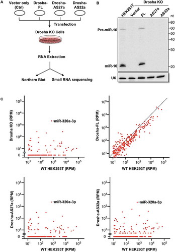 Figure 3. Drosha-AS27a and Drosha-AS32a are deficient in miRNA biogenesis.