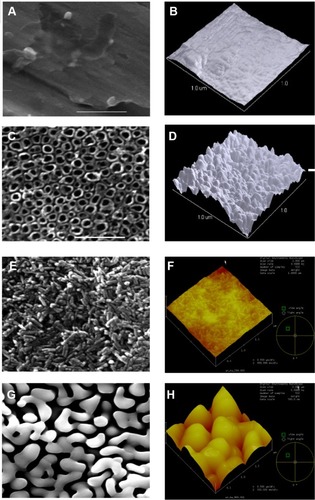 Figure 2 SEM and AFM surface morphologies of MPD-coated HA materials.Notes: Plain Ti (A and B), anodized Ti (C and D), NHA-coated Ti (E and F) and MHA-coated Ti (G and H). Scale bar =1 μm for all SEM and AFM pictures.Abbreviations: AFM, atomic force microscopy; HA, hydroxyapatite; MHA, micron sized hydroxyapatite; MPD, molecular plasma deposition; NHA, nanocrystalline hydroxyapatite; SEM, scanning electron microscopy; Ti, titanium.