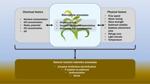 Figure 3. Macrophytes directly and indirectly influence natural nutrient retention processes (white text in brown box) through macrophyte processes (light box). Nutrient uptake and assimilation followed by burial is the most direct route. Indirect influences are found through the effect of macrophytes on both chemical (e.g., dissolved oxygen [DO] and organic carbon [OC] concentration) and physical factors (dark boxes). Note the importance of seasonality, nutrient form (particulate/dissolved), macrophyte functional group, and species for macrophyte and nutrient retention processes. Color version available online.