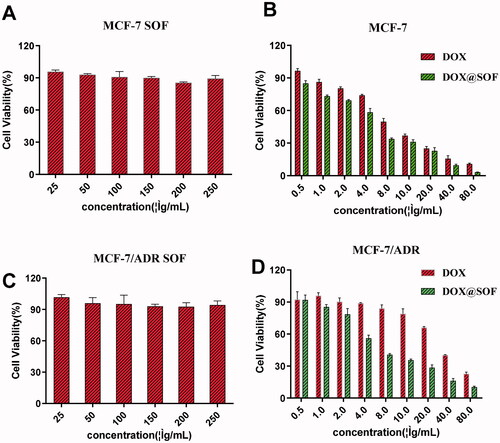 Figure 3. The therapeutic effect of DOX@SOF. Relative viabilities of MCF-7 cells treated with different concentrations of (A) SOF, (B) free DOX and DOX@SOF for 48 h. Relative viabilities of MCF-7/ADR cells treated with different concentrations of (C) SOF, (D) free DOX and DOX@SOF for 48 h (mean ± SD, n = 3).