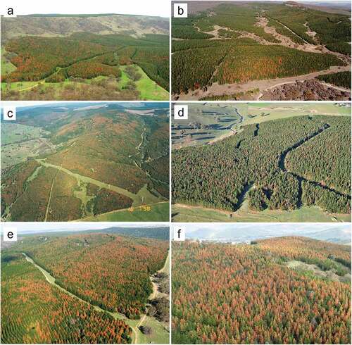 Figure 3. Examples of drought-induced tree mortality in Pinus radiata plantations in New South Wales: (a) Buccleuch State Forest (SF) (image taken May 2007); (b) Pennsylvania SF (image taken September 2001); (c) Green Hills SF (image taken July 1998); (d) Canobolas SF (image taken June 2019); (e) Bungongo SF (image taken July 2007); (f) Buccleuch SF (image taken May 2009). (a, c, e, f) Tumut Management Area; (b, d) Bathurst Management Area