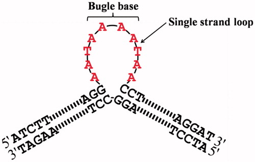 Figure 1. Schematic representation of designed bulge oligonucleotide.