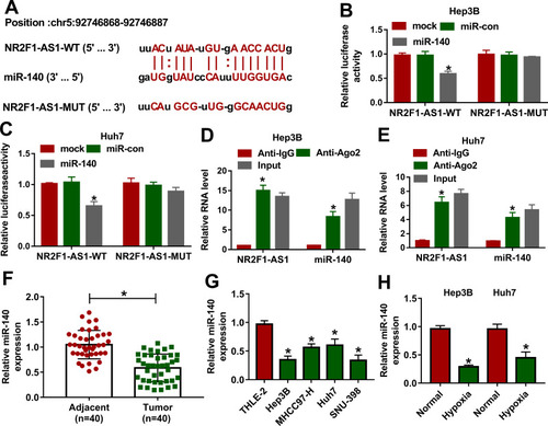 Figure 3 The association between NR2F1-AS1 and miR-140 in HCC. (A) The binding sites of NR2F1-AS1 and miR-140 were searched via starBase. (B and C) Luciferase activity was detected in Hep3B and Huh7 cells transfected with NR2F1-AS1-WT or NR2F1-AS1-MUT and miR-140 mimic or miR-con. (D and E) The levels of NR2F1-AS1 and miR-140 were detected in Hep3B and Huh7 cells after Ago2 RIP. (F) miR-140 expression was measured in HCC and adjacent tissues. (G) miR-140 abundance was examined in HCC cells and liver cells. (H) miR-140 expression was examined in Hep3B and Huh7 cells under hypoxic or normal conditions. *P<0.05.