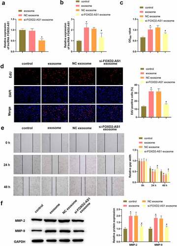 Figure 3. Knockdown lncRNA FOXD2-AS1 in ADMSCs-exosomes inhibited HaCaT cell migration and proliferation. Following different treatment, the expression of lncRNA FOXD2-AS1 in ADMSCs-exosomes was detected using qRT-PCR (a); the expression of lncRNA FOXD2-AS1 in HaCaT cells was detected using qRT-PCR (b); HaCaT cell variety was evaluated using CCK-8 assay (B); HaCaT cell proliferation was determined with EdU assay (c); HaCaT cell migration at 0, 24, 48 h was analysed with wound healing assay (d); MMP-2 and MMP-9 level were tested utilizing western blot (e). *P < 0.05 vs. exosome or control group; #P < 0.05 vs. NC exosome group.