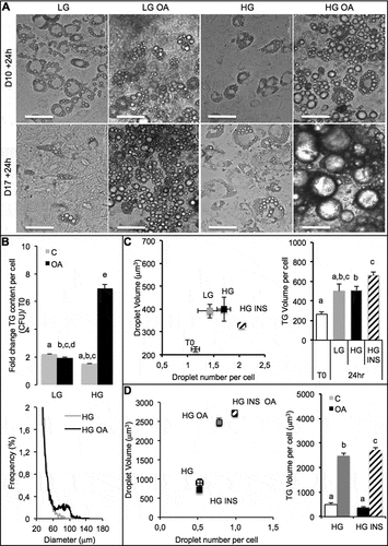 Figure 1. Culture media and oleic acid influence 3T3L1-MBX adipocytes. 3T3L-MBX fibroblasts were differentiated in vitro then treated with culture media containing glucose at either 1 g/L (low LG), 4.5 g/L (high HG), insulin (INS 0,01 mU/mL) and/or oleic acid (OA 10 µM) versus vehicle (Control C) during 24 h. (a) Bright field imaging of poorly (Day 10 post-differentiation) versus highly differentiated (D17) adipocytes treated during 24 h. (Scale bars = 50 µm). (b) Triglycerides (TG) content analysis by fluorescent quantification (CFU) of AdipoRed normalized to Hoechst 33258 (nuclei, i.e. cell number, upper) and size distribution of cells treated in HG (lower) without or with oleic acid (10 µM). (c) Lipid droplet size and number analyzed by AdipoRed counts normalized to those of Hoechst (X4 magnification on at least 5 fields) in several medias. (d) Effect of treatment with OA (10 µM) in HG media.