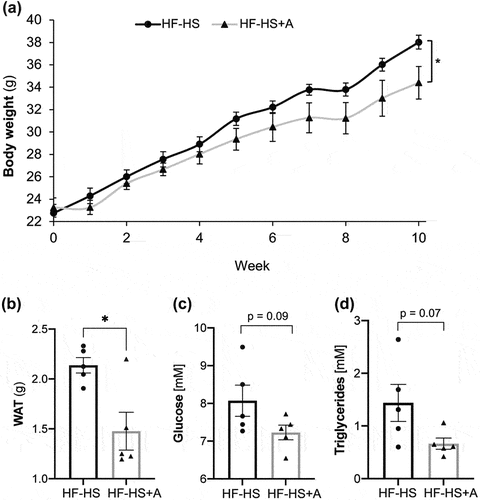 Figure 1. Influence of agavins consumption on body weight, white adipose tissue (WAT), glucose and triglycerides levels in high fat-high sucrose diet fed mice. (A) Body weight evolution, (B) WAT, (C) Glucose, and (D) Triglycerides. Data are shown as average ± SEM (n = 5/group). Circles and triangles in bar plot represent individual rodents. Exact p-values indicates a trend to decrease (0.05 ≤ p value <0.10; unpaired t-test). Significance difference is indicated by * (p < 0.05; unpaired t-test). (HF-HS) non-supplemented control mice and (HF-HS+A) mice fed with agavins supplementation.Figura 1. Influencia del consumo de agavinas el peso corporal, tejido adiposo blanco (WAT) y niveles de glucosa y triglicéridos en ratones alimentados con una dieta alta en grasa y sacarosa.(A) Evolución del peso corporal, (B) WAT, (C) Glucosa y (D) Triglicéridos. Los datos se muestran como la media ± SEM (n = 5/grupo). En el gráfico de barras los círculos y triángulos representan roedores individuales. Los valores de p exactos indican una tendencia a la disminución (0.05 ≤ valor p < 0.10; prueba t independiente). La diferencia significativa se indica con * (p < 0.05;prueba t independiente). (HF-HS) significa ratones control no suplementados y (HF-HS+A) significa ratones alimentados con un suplemento de agavinas.