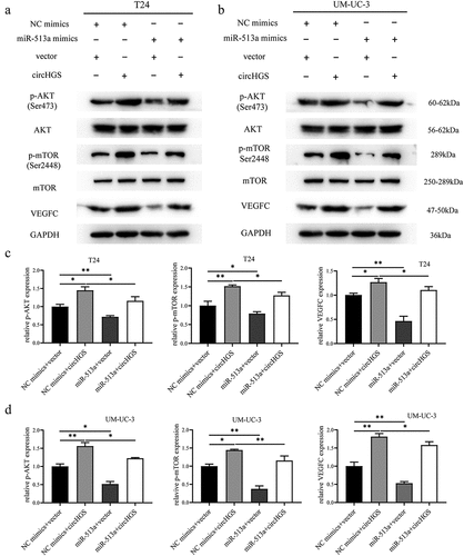 Figure 9. CircHGS upregulated VEGFC expression and activated the AKT/mTOR signaling pathway by sponging miR-513a-5p. (a-d) CircHGS overexpression upregulated VEGFC expression and activated the AKT/mTOR signaling pathway, effects that were abolished by miR-513a-5p overexpression in T24 and UM-UC-3 cells. Data are shown as the means ± SD of three independent experiments, * P < 0.05, **P < 0.01.