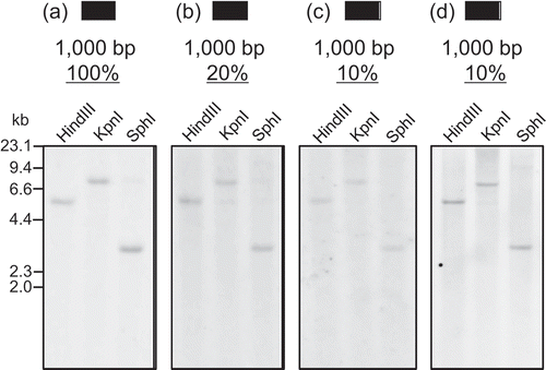 Figure 1. Southern blot analyses targeting the rice phospholipase D (PLD) gene using DNA probes of 1,000 bp in length. The following probes were used. (a) 100% match probe, (b) 20% match probe containing 200 bp of a complementary sequence of PLD and 800 bp of HPT, and (c) and (d) 10% match probe containing 100 bp of PLD and 900 bp of HPT. In (d), the depurination step was omitted. The predicted molecular sizes of positive bands were as follows; HindIII 5,890 bp, KpnI 7,629 bp, SphI 3,502 bp