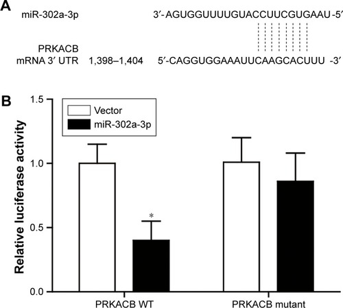 Figure 4 miR-302a-3p directly suppresses PRKACB signaling.