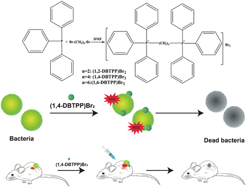 Scheme 1 Process of the synthesis of two alkyl-bis-(triphenyl)phosphonium bromides and schematic of the antibacterial mechanism of (1,4-DBTPP)Br2.