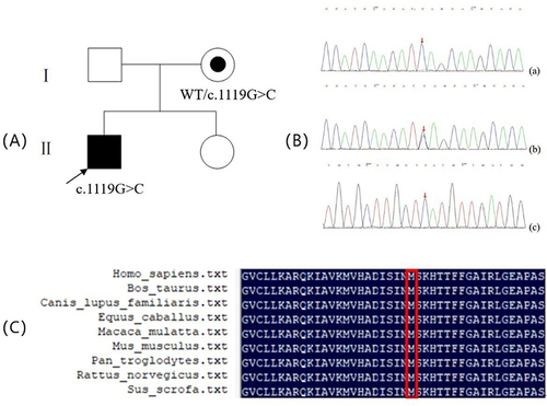 Figure 1 (A) Pedigrees and Sanger sequencing of families with EDA mutation:□, normal male; ○, normal female; ◉, female XLHED carrier; ■, male XLHED patient; the arrow shows the proband; pedigree with those affected shown in black filled symbols. (B) Sequence chromatograms (The Red arrowhead denotes that the novel missensemutationcan Resulting in the replacement of methionine at codon 373 with isoleucine.):(a) Hemizygousmutation. (b) Heterozygous mutation. (c) Normal DNA sequence. (C) Multiple sequence alignment of EDA from a variety of species. The red rectangular frames indicate the locations of M373I.