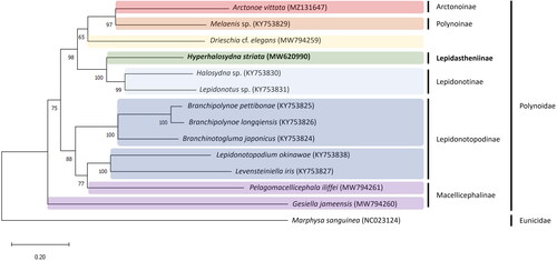 Figure 3. Maximum-likelihood (ML) tree reconstructed using a concatenated data set of 13 protein-coding genes based on 14 mitogenome sequences, including Hyperhalosydna striata from the present study. Bootstrap replicates were performed 1000 times. The GenBank accession number of each species is shown in parentheses after the species name. The following sequences were used: Hyperhalosydna striata MW620990, Arctonoe vittata MZ131647 (Park et al. Citation2021), Melaenis sp. KY753829 (Zhang et al. Citation2018), Drieschia cf. elegans MW794259 (Gonzalez et al. Citation2021), Halosydna sp. KY753830 (Zhang et al. Citation2018), Lepidonotus sp. KY753831 (Zhang et al. Citation2018), Branchipolynoe pettibonae KY753825 (Zhang et al. Citation2018), B. longqiensis KY753826 (Zhang et al. Citation2018), Branchinotogluma japonicus KY753824 (Zhang et al. Citation2018), Lepidonotopodium okinawae KY753838 (Zhang et al. Citation2018), Levensteiniella iris KY753827 (Zhang et al. Citation2018), Pelagomacellicephala iliffei MW794261 (Gonzalez et al. Citation2021), and Gesiella jameensis MW794260 (Gonzalez et al. Citation2021).