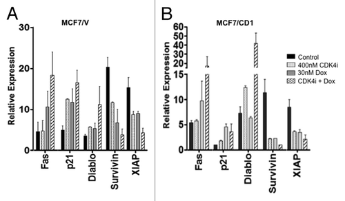 Figure 3. The array shows that CDK4i and doxorubicin therapy affect expression of proteins associated with apoptosis. (A) MCF7/V and (B) MCF7/CD1 were treated with control DMSO, 400 nM CDK4i, 30 nM doxorubicin, or combination therapy. Protein was collected and applied to the array. Protein expression was quantified using Multigauge software. The array was repeated 3 times and representative results are shown. Error bars indicate ± SE.