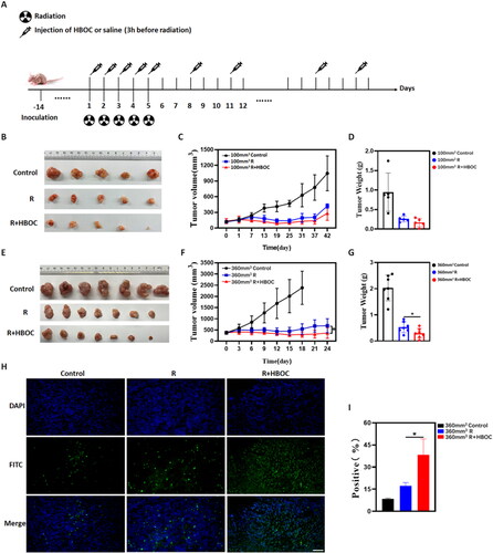 Figure 2. Tumour suppression experiment of Miacapa-2 cell model. (A) Schematic illustration of experimental scheme for the Miacapa-2 cell tumour model. (B) The photographs of tumours, (C) tumour volume curves of mice treated with various treatments, and (D) tumour weight of mice in different groups at the end of experiment of 100 mm3 group (n = 5). (E) The photographs of tumours, (F) tumour volume curves of mice treated with various treatments, and (G) tumour weights of mice in different groups at the end of experiment of 360 mm3 group (n = 7). (H) Representative fluorescence images and (I) AOD of tumour slices (360 mm3) stained by TUNEL (n = 3). Scale bar = 50 μm. Data between two groups was compared by students t-test. *p < 0.05.