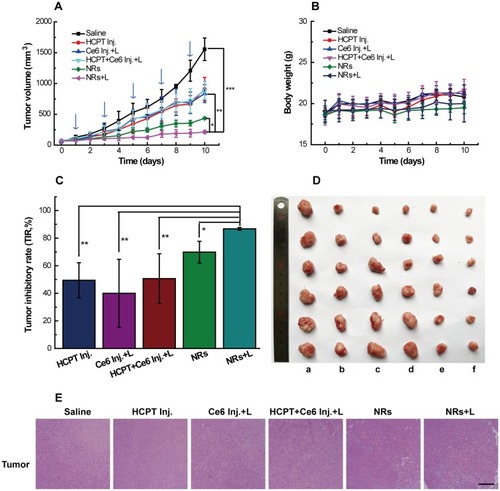 Figure 8 (A) Suppression of tumor growth after various treatments: intravenous injection of different formulations with or without laser irradiation (n=6). *p < 0.05, NRs versus NRs+L; **p < 0.01, Ce6 Inj.+L, HCPT Inj. or HCPT+Ce6 Inj.+L versus NRs+L; ***P < 0.001, saline versus NRs+L. (B) Body weight changes of tumor-bearing mice during the treatment (n=6). (C) Tumor inhibition rate (TIR%) based on the average tumor weights in each group (n=6). *p < 0.05, NRs versus NRs+L; **p < 0.01, Ce6 Inj.+L, HCPT Inj. or HCPT+Ce6 Inj.+L versus NRs+L. (D) Images of the excised 4T1 tumor tissues after various treatments at 10 days post implantation. (a) Saline; (b) HCPT Inj.; (c) Ce6 Inj.+L; (d) HCPT+Ce6 Inj.+L; (e) NRs; (f) NRs+L. (E) Hematoxylin and eosin (H&E) stained histological images of tumor tissues from different groups of 4T1 tumor-bearing mice after treated with various formulations. Scale bar: 100 μm.Abbreviations: Inj., injection; L, laser; NRs, nanorods; HCPT, 10-hydroxycamptothecine; Ce6, Chlorin e6.