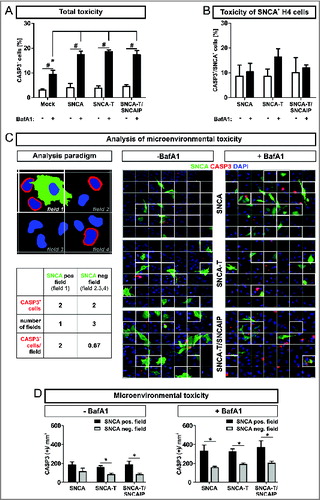 Figure 2. Enhanced apoptotic action in the microenvironment of SNCA-expressing H4 cells, by BafA1 treatment. (A) to (D): Microenvironmental analysis of activated CASP3 as measure for apoptosis 36 h post-transfection of H4 cells with SNCA, SNCA-T, or SNCA-T and SNCAIP by immunocytochemical quantification. (A) Treatment with BafA1 increases CASP3+ cells for all constructs in the transient transfection model. (B) Quantification of CASP3+ and SNCA+ cells for all constructs in the transient transfection model. (C) Left: Cartoon of the analysis paradigm of the microenvironmental toxicity: SNCA-positive fields (white outlined, “microenvironment”) are defined by the presence of a nuclei (blue) of SNCA-overexpressing cell (green). SNCA-negative fields (gray outlined) do not contain nuclei of SNCA-overexpressing cells and are referred to as “distant” fields. The number of CASP3+ cells (red) within SNCA-positive and SNCA-negative fields are quantified 36 h post-transfection of H4 cells with SNCA, SNCA-T, or SNCA-T and SNCAIP. Depicted fields are part of a grid (6 × 7 fields) which is based on the mean number of SNCA-positive cells (≈ 21 SNCA+ cells/image; 20 × magnification) for all transfected constructs. Right: Representative immunocytochemical stainings for all transfected constructs displaying the grid. Scale bar 20 μm. (D) Quantification of CASP3+ and SNCA− H4 cells within the microenvironment of SNCA, SNCA-T or SNCA-T and SNCAIP-overexpressing cells with and without BafA1 treatment for 12 h. All values are mean + s.e.m; (*) P < 0.05.