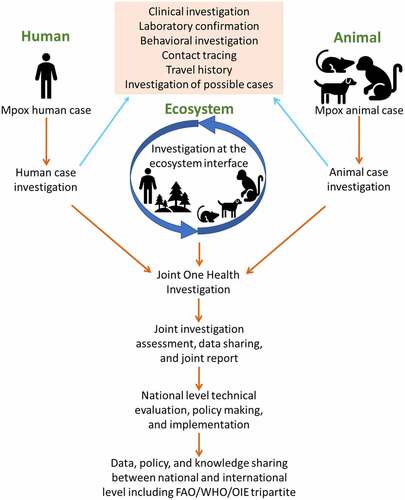Figure 5. One health investigation of mpox at the human-animal-ecosystem interface.