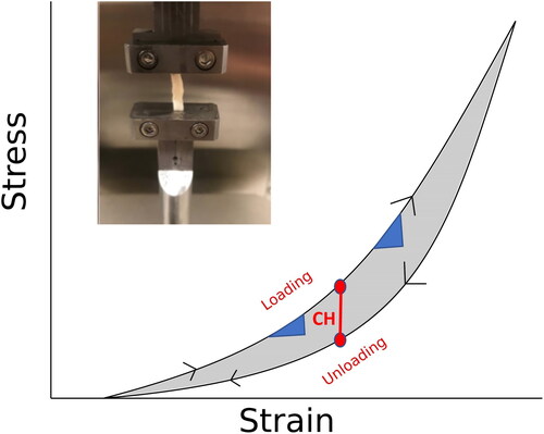 Figure 3. Schematic example of a stress (load per unit area) versus strain (percent deformation or stretch) paradigm for the cornea. The cornea is an example of a nonlinear viscoelastic material with a stiffened response as strain increases, shown by the increasing slope in blue, and a different path during unloading that is shifted to the right. Corneal hysteresis (CH) is at the same strain or shape during loading and unloading and is represented by a vertical red line. The apparatus for uniaxial strip testing is shown in the inset with a strip of scleral tissue.