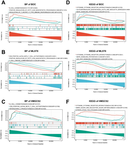 Figure 9. GSEA analysis of hub mRNAs from the CeRNA network. (A–C) GO biological processes analysis for (A) BOC, (B) MLST8, and (C) HMGCS2. (D-F) KEGG pathway analysis for (D) BOC, (E) MLST8, and (F) HMGCS2.