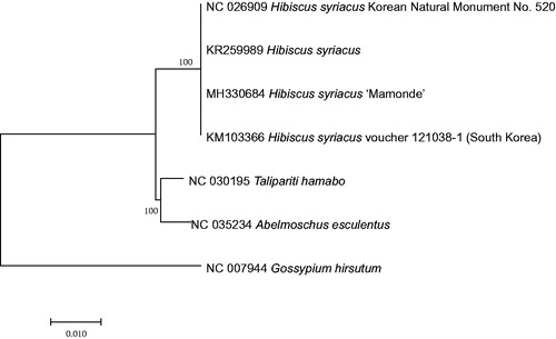 Figure 1. Neighbor joining tree (bootstrap repeat is 10,000) of seven complete chloroplast genomes including four H. syriacus chloroplast genomes: H. syriacus (MH330684 (this study), NC_026909, KR259989, and KM103366), T. hamabo (NC_030195), Abelmoschus esculentus (NC_035234), and Gossypium hirsutum (NC_007944) as an outgroup. The numbers above branches indicate bootstrap support values of neighbor joining tree.