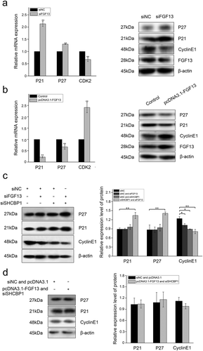 Figure 5. Interaction between FGF13 and SHCBP1 affects cell proliferation. FGF13 affects AKT signaling pathway, p21 and p27 expression levels were detected in A549 cells which overexpressed or interfered. (a) The mRNA expression levels of p21, p27 and CDK2 were analyzed on A549 cells with FGF13 silenced, the protein expression of p21, p27, cyclinE1 and FGF13 were detected with FGF13 silenced, respectively. (b) The mRNA expression levels of p21, p27 and CDK2 were evaluated in A549 cells with FGF13 overexpressed, the protein expression of p21, p27, cyclinE1 and FGF13 were detected with FGF13 overexpressed. (c) After FGF13 and SHCBP1 were silenced, the western blotting was employed to assess the expression of p21, p27 and cyclinE1, β-actin was used as a loading control. (d) FGF13 was overexpressed while SHCBP1 was interfered in A549 cells, the protein expression levels of p21, p27 and cyclinE1 were analyzed. The results of western blotting were assessed using ImageJ (mean ± SD of 3 independent experiments.*P < .05, ** P < .01)