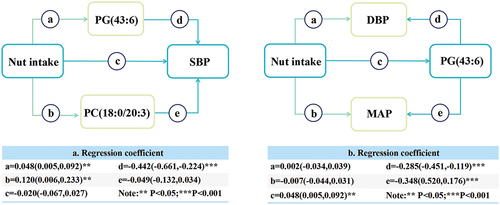 Figure 1. Mediation effect of PG (43:6) and PC (18:0/20:3) on the association between nut intake and blood pressure in crude model. (a) Mediation effect of PG (43:6) and PC (18:0/20:3) on the association between nut intake and systolic blood pressure (SBP). (b) Mediation effect of PG (43:6) on the association between nut intake and diastolic blood pressure (DBP) and mean arterial pressure (MAP).