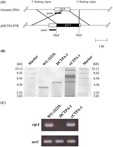 Fig. 4. Disruption of ctpA in A. niger WU-2223L.