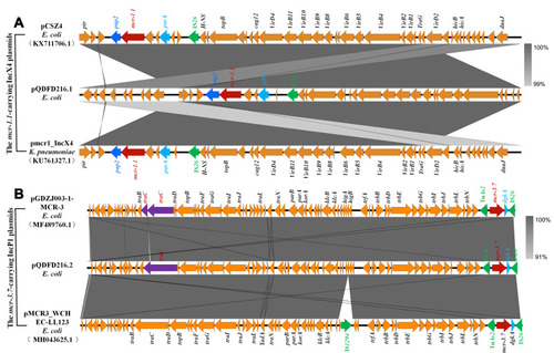 Figure 2 A linear depiction of the genetic configuration of mcr-carrying plasmids compared to other closely related plasmids. (A) Structure comparisons of pQDFD216.1, pmcr1_IncX4 (GenBank accession: KU761327.1) and pCSZ4 (GenBank accession: KX711706.1). (B) Structure comparisons of pQDFD216.2, pGDZJ003-1-MCR-3 (GenBank accession: MH043625.1) and pMCR3_WCHEC-LL123 (GenBank accession: MF489760.1). The map was generated with Easyfig.