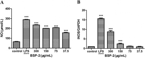 Figure 2. Effects of BSP-2 on (A) nitric oxide production and (B) iNOS mRNA expression. Data are expressed as “mean ± standard deviation” of three independent experiments. Results are compared with the control, ***P < 0.001.