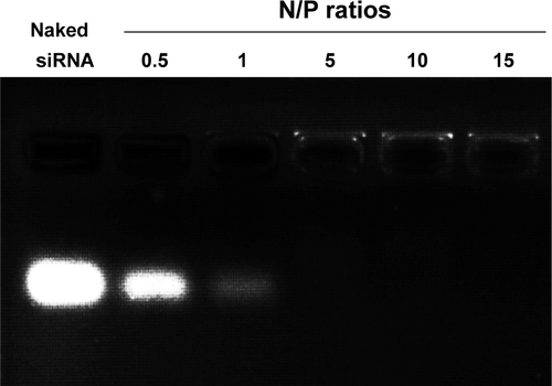 Figure S2 Gel retardation assay of DLP complexation efficiency of siRNA at various N/P ratios.Abbreviations: siRNA, small interference RNA; N/P, nitrogen/phosphate; DLP, Bis(palmitoyloxy)-3-(dimethylamino)propane liposomes.