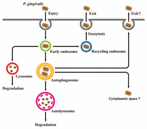 Figure 2 Proposed model of P. gingivalis trafficking in human gingival epithelial cells. P. gingivalis organisms are initially localized within endocytic vacuoles (early endosomes) after entry. Some bacteria are routed to late endosomes, then subsequently sorted to lysosomes for degradation. Other bacteria promote their own entry into the autophagic pathway by bacterial escape from endosomes or fusion of endosomes with autophagosomes, and are then sorted to autolysosomes, which are formed by fusion of autophagosomes with lysosomes for degradation. Some intracellular P. gingivalis organisms are able to escape from endosomes to the recycling pathway. Subsequently, the bacteria exit from primarily infected host cells, which may enable further penetration of host tissues in a trans-cellular manner. It remains unknown whether P. gingivalis can escape the autophagic machinery to cytoplasmic space or extracellular milieu.