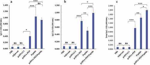 Figure 4. Serum levels of the multiepitope peptide vaccine-specific IgG total, IgG1, and IgG2a isotypes at different groups 2 weeks after the last injection (n = 5). a) IgG1. b) IgG2a. c) IgG total. (*: P < .05, **: P < .005, ***: P < .001, ns: not significant)