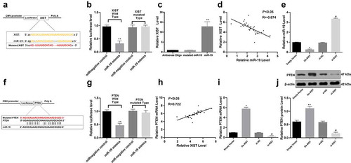 Figure 3. XIST serves as a ceRNA for miR-19 to regulate PTEN expression. (a), binding relation between miR-19 and XIST predicted on a bio-information website (http://www.mircode.org/); (b,c), binding relation between miR-19 and XIST identified by dual luciferase reporter gene assay (b) and RNA-pull down assay (c); (d), plot analysis of the correlation between XIST and miR-19 in 36 IVDD patients; (e), relative expression of miR-19 determined by RT-qPCR; (f), the binding relation between miR-19 and PTEN predicted via TargetScan (http://www.targetscan.org/vert_72/); (g), binding relation between miR-19 and PTEN identified using dual luciferase reporter gene assay; (h), plot analysis of the correlation between miR-19 and PTEN in 36 IVDD patients; (i,j), relative mRNA expression (i) and protein level of PTEN (j) measured using RT-qPCR and western blot analysis, respectively; Each experiment was performed three times independently. Data were analyzed by one-way, followed by Tukey’s multiple comparison test. In panels (d) and (h), Pearson’s correlation coefficient test was utilized for statistical analysis, n = 45, *, compared to the empty vector group, p < 0.05, #, compared to the si-NC group, p < 0.05