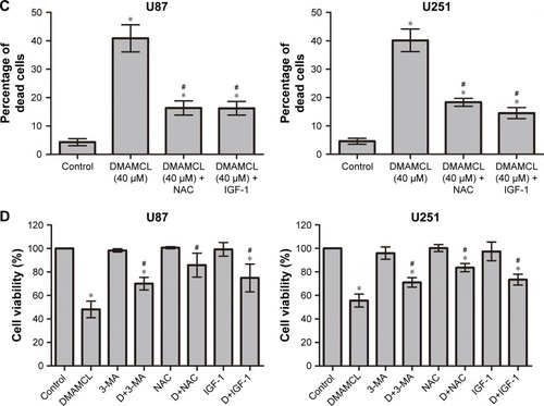 Figure 1 DMAMCL inhibits the viability of glioma cells and induces cell death.Notes: (A) Dose- and time-dependent effects of DMAMCL on cell viability. U87-MG and U251 glioma cells were administered different concentrations of DMAMCL (10, 20, 30, 40, 50, and 60 μM) for 24, 48, and 72 hours, and cell viability was assessed via CCK-8 assays. *Indicates statistically significant difference (P<0.05) vs untreated control cells. (B, C) Effects of DMAMCL, ROS scavenger NAC, and Akt activator IGF-1 on U87-MG and U251 cells. The percentage of dead cells (red) increased compared with the control. *Indicates statistically significant difference (P<0.05) vs untreated control cells. #Indicates significantly different (P<0.05) compared with DMAMCL treatment. Scale bars =50 μm. (D) The CCK-8 proliferation assay using U87-MG and U251 cells was performed with different treatments (40 μM DMAMCL for 48 hours; 3-MA [100 nM] for 48 hours; 40 μM DMAMCL and 3-MA [100 nM] for 48 hours; pretreatment with NAC [5 mM] for 2 hours and then culture media for 48 hours; pretreatment with NAC [5 mM] for 2 hours, followed by 40 μM DMAMCL for 48 hours; IGF-1 [100 ng/mL] for 48 hours; 40 μM DMAMCL and IGF-1 [100 ng/mL] for 48 hours). *Indicates statistically significant (P<0.05) vs untreated control cells. #Indicates significantly different (P<0.05) compared with DMAMCL treatment. Data are expressed as the mean ± SD of three independent experiments.Abbreviations: 3-MA, 3-methyladenine; CCK-8, Cell Counting Kit-8; DMAMCL, dimethylaminomicheliolide; IGF-1, insulin-like growth factor-1; NAC, N-acetyl-L-cysteine; ROS, reactive oxygen species.